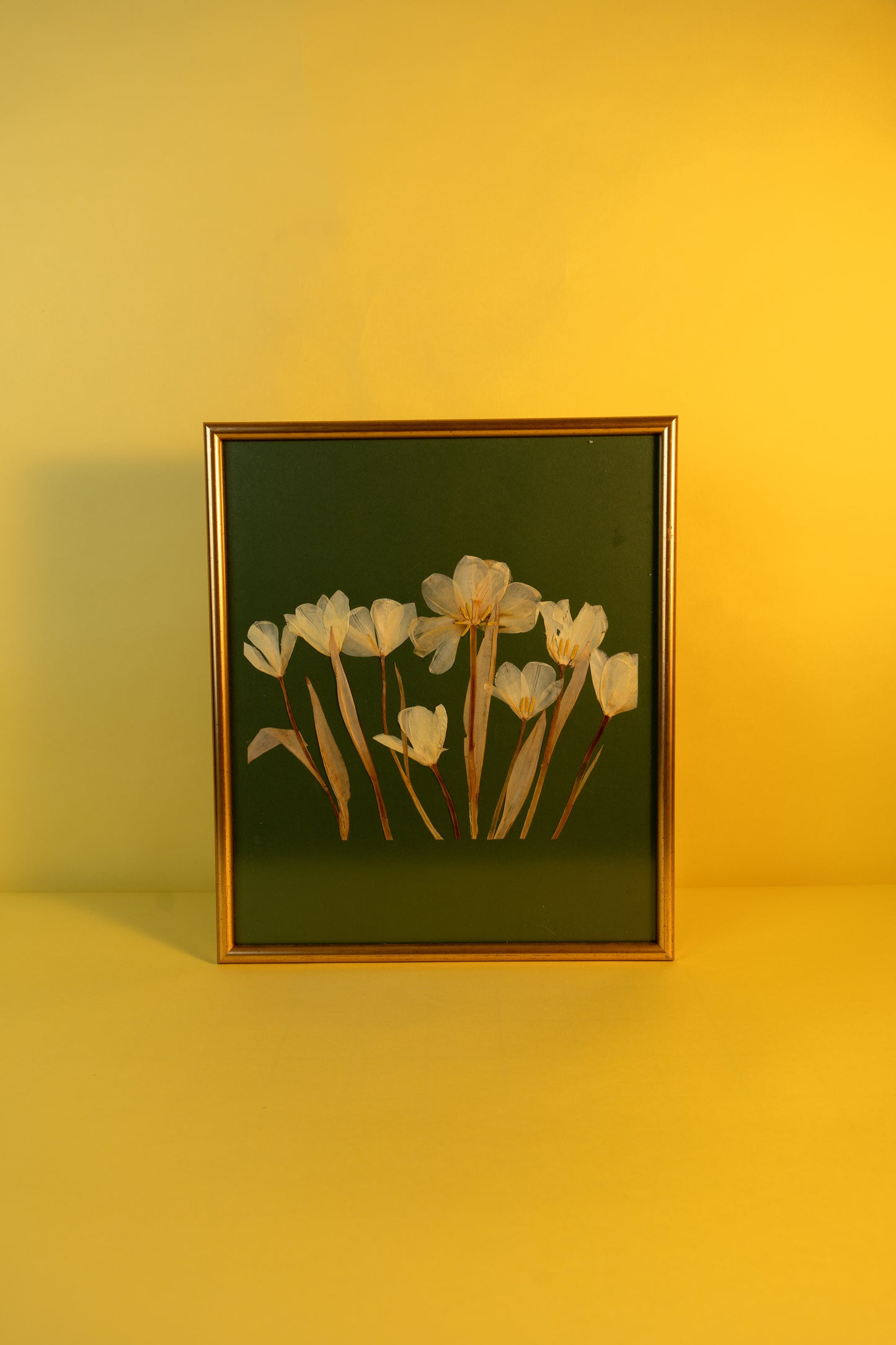 White Tulips Herbarium