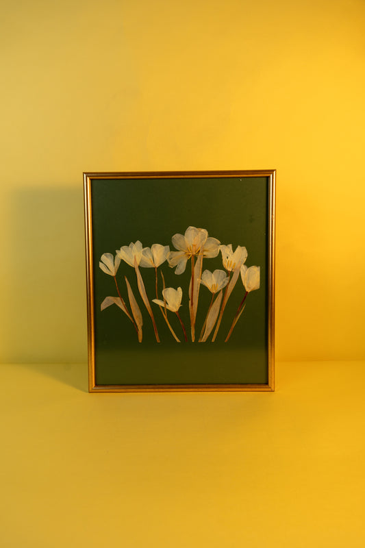 White Tulips Herbarium