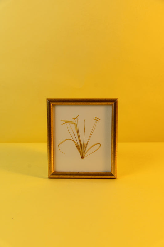Beach Spider Lily (15.5x18 cm)