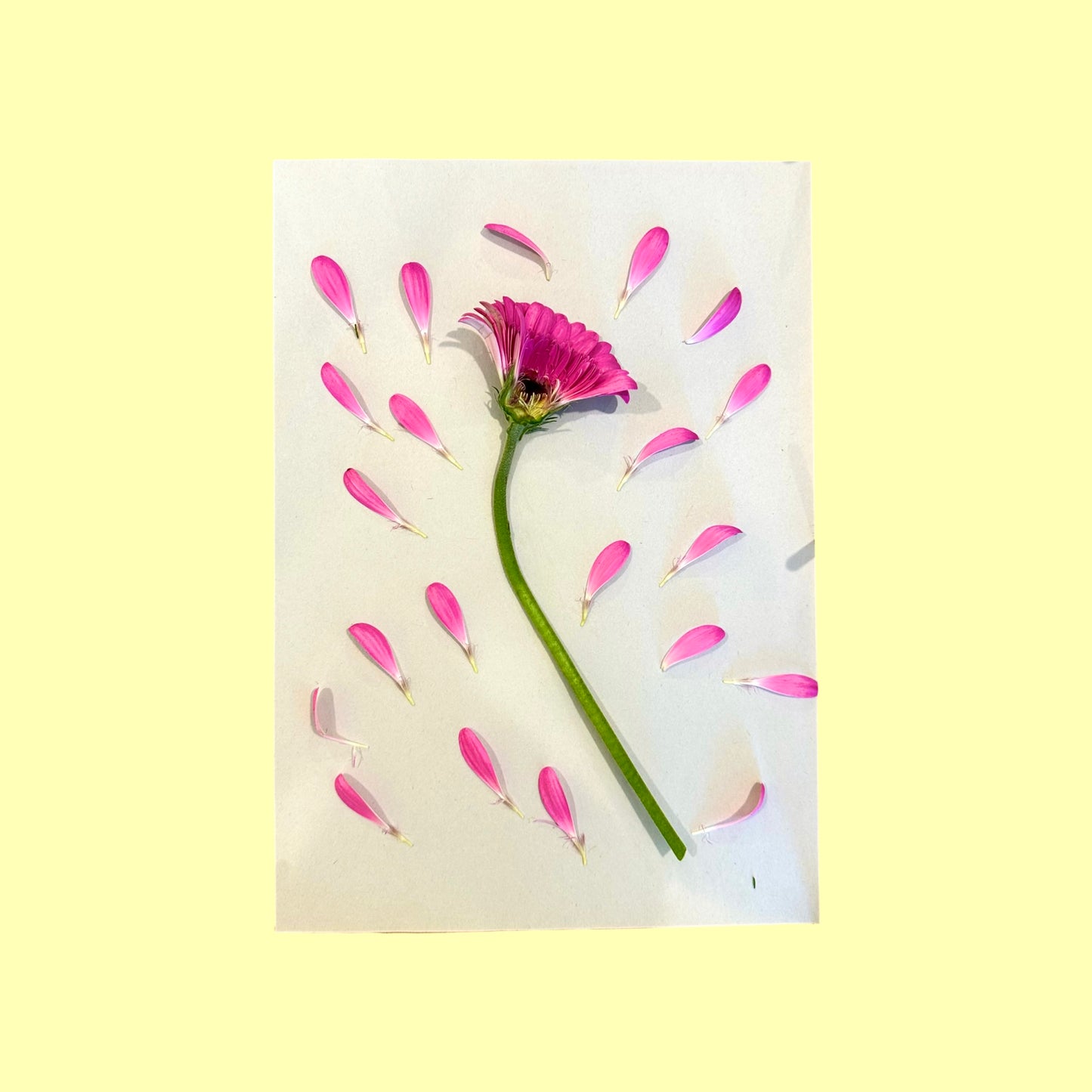 The Drying Kit - Floral Drying Press
