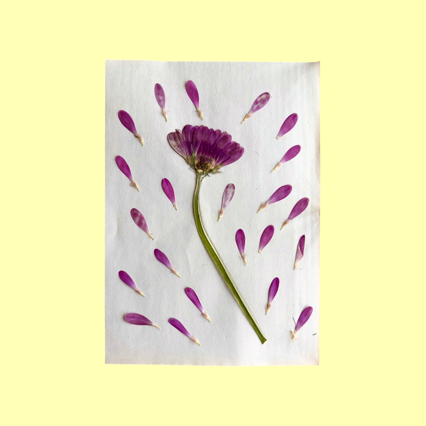 The Drying Kit - Floral Drying Press