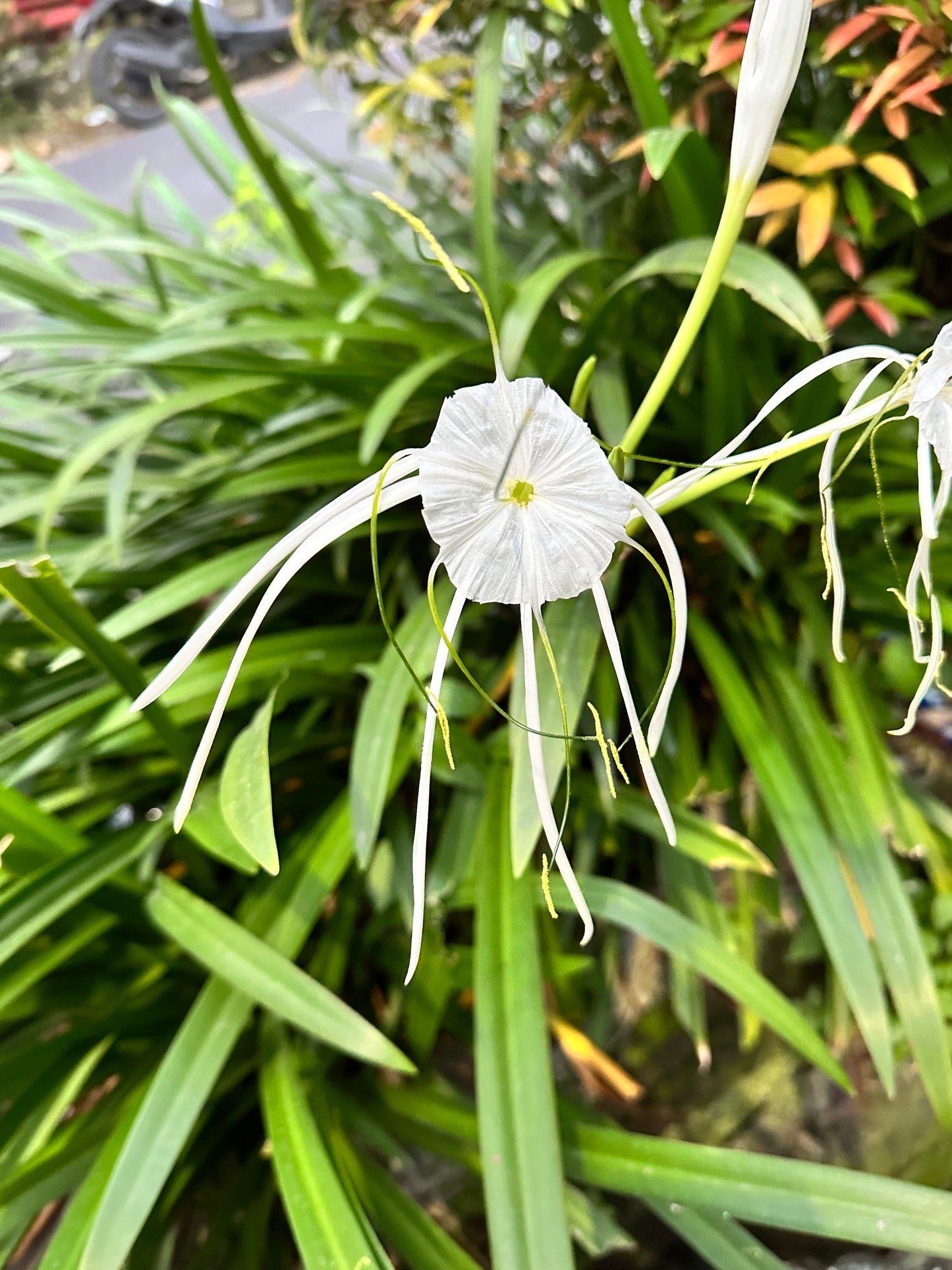 Beach Spider Lily (15.5x18 cm)